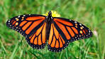 Image result for monarch Butterflies