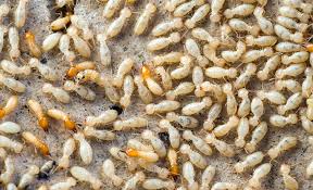 8 Signs Of Termites In Your Home