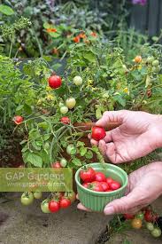 harvesting tomato g stock photo by