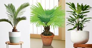 12 Best Dwarf Palms For Homes Short