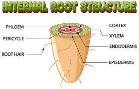 root structure images browse 23 698
