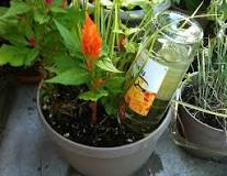 how-do-you-make-a-plastic-water-bottle-out-of-a-self-watering-planter