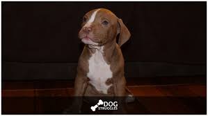 Stages Of Pitbull Puppy Development Dogstruggles