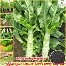 gardening estrosa lettuce seeds