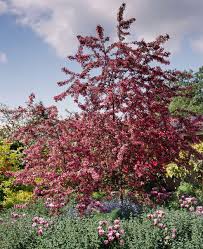 how to plant and grow crabapple