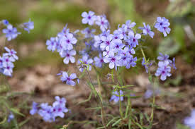 how to grow and care for woodland phlox
