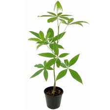See money plant stock video clips. Money Tree Plant Addicts
