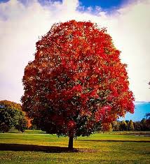 autumn blaze maple tree bare root