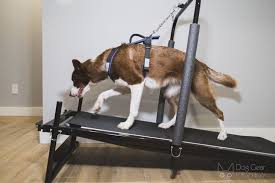 dog treadmill why would a dog need a