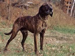 hound dog breed information on
