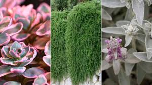 drought tolerant ground cover plants