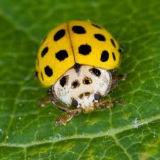 yellow ladybug biological