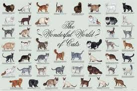 Cat Breeds Chart Types Of Cats Different Breeds Of Cats