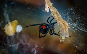 How does black widow spider venom affect the synapse? Black Widow Spiders In Nashville Franklin Middle Tennessee