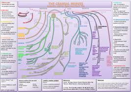 Cranial Nerves Anatomy Clinical Signs And Study Tips On