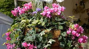 best plants for winter hanging baskets