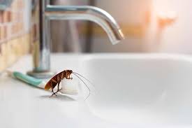 Bathroom Bugs Identification Guide How