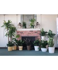 Indoor Green Plant