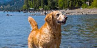 south lake tahoe dog friendly beaches