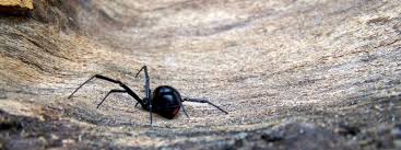 How To Get Rid Of Black Widow Spiders