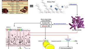 What Are The Physiological Mechanisms Of Dietary Fiber