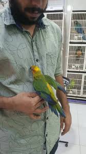 Pet shops near me that sell lovebirds. Kasco Pets Trading Ajman Uae Home Facebook