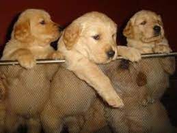 We attribute our excellent puppy health record to selective breeding procedures and health clearances for the parents. Golden Retriever Puppies In Florida