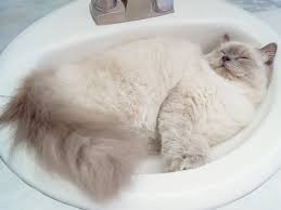 Cats In Sinks The Reason For Your Pet