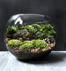 Organic Woodland Plant Terrarium With