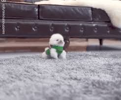 teacup dog running around the carpet