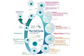 the cell cycle of growth and replication