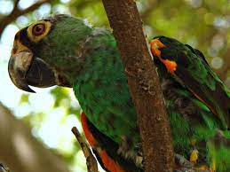 Конголезский попугай. Продажа птенцов и взрослых редких конголезских  попугаев