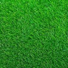 This grass is lush green in color. Emerald Zoysia