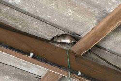 are roof rats dangerous mccall service