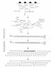 biosynthesis of a fibrillar collagen