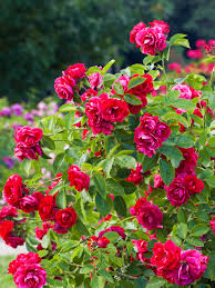 tips to plant a beautiful rose garden