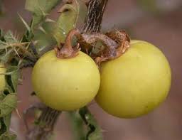 Solanum sodomaeum - Il Gargano è Storia, Natura, Civiltà