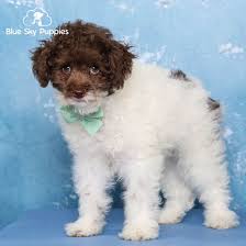 toy poodle puppy in orlando