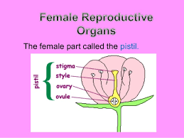 Use this in a science center or in whole group. Reproductive Parts Of Plants J Dael