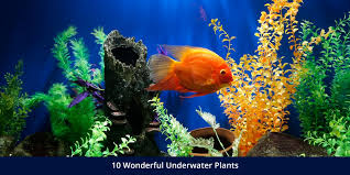 10 wonderful underwater plants