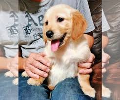 To find out more about this family raised and kid friendly. View Ad Golden Retriever Puppy For Sale Near Texas Missouri City Usa Adn 128169