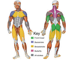 What Muscle Groups Does Swimming Develop And Its Benefits