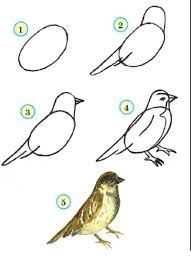 Как нарисовать птичку для детей