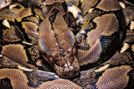 reticulated python care size