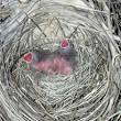 nesting behavior
