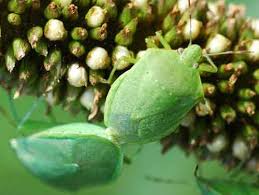 green stink bug chinavia halaris say