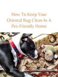 pet urine issues and oriental wool rugs