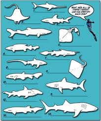 Using Dichotomous Key To Identify Sharks