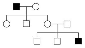 In This Family Pedigree Black Squares Indicate The Presence