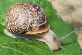 garden snail profile and care guide
